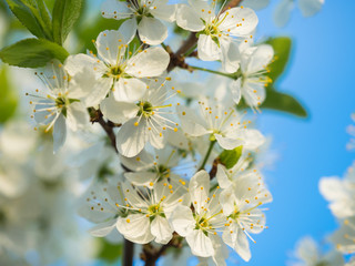 Blooming apple tree and its blooming flowers