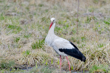White stork, Ciconia ciconia. In the early morning, a bird walks through a swamp in search of food.