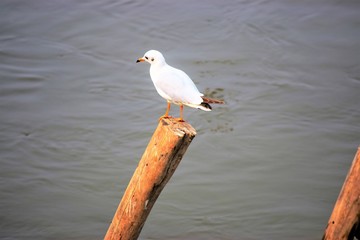 seagull sitting on a log