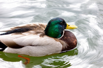 Wild duck Mallard on the lake. Close-up.