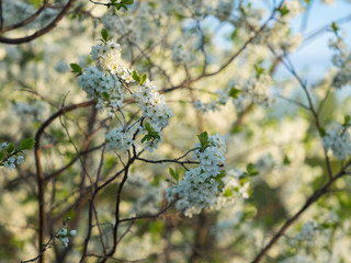Blooming apple tree and its blooming flowers