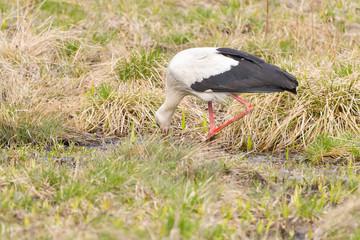 White stork, Ciconia ciconia. In the early morning, a bird walks through a swamp in search of food.