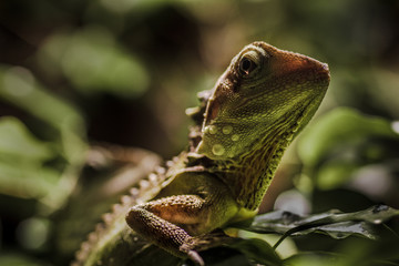 green lizard on a branch
