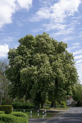 Roßkastanie in Blüte https://stock.adobe.com/de/contributor/64369/ebraxas