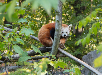 Red panda hanging out in the nice weather 