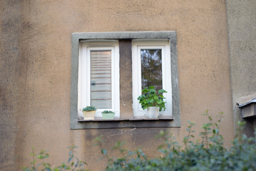 Fototapeta na wymiar Windowsill window sill outdoor outside plating of basil plant flower in a pot