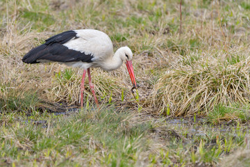 White stork, Ciconia ciconia. In the early morning, a bird walks through a swamp in search of food.