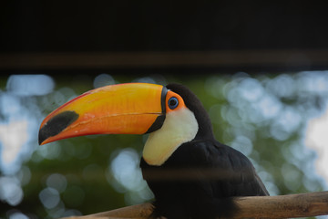 toucan sitting looking out 