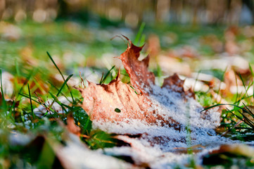 Первый снег на опавших листьях
