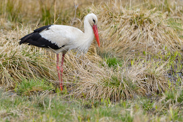 White stork, Ciconia ciconia. In the early morning, a bird walks through a swamp in search of food.
