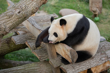 panda sitting in the copenhagen zoo with its tung out