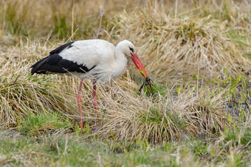 White stork, Ciconia ciconia. In the early morning, a bird walks through a swamp in search of food.