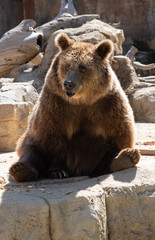 Fototapeta na wymiar Brown bear sitting looking out on us 