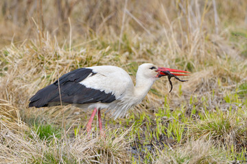 White stork, Ciconia ciconia. In the early morning, a bird walks through a swamp in search of food.