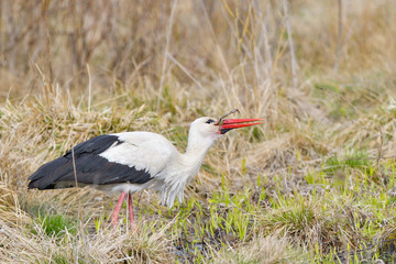 White stork, Ciconia ciconia. In the early morning, a bird walks through a swamp in search of food.