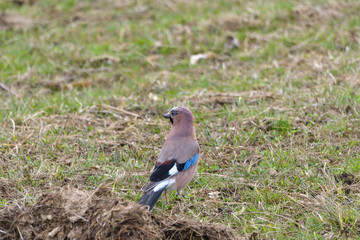 Eurasian Jay (Garrulus glandarius) looking for food