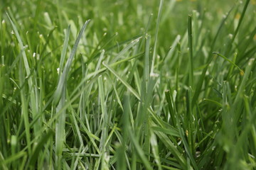 fresh green grass in city park