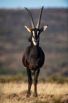 Sable bull