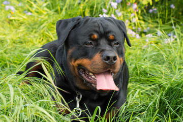 Rottweiler laying in the green grass looking happy in the summer