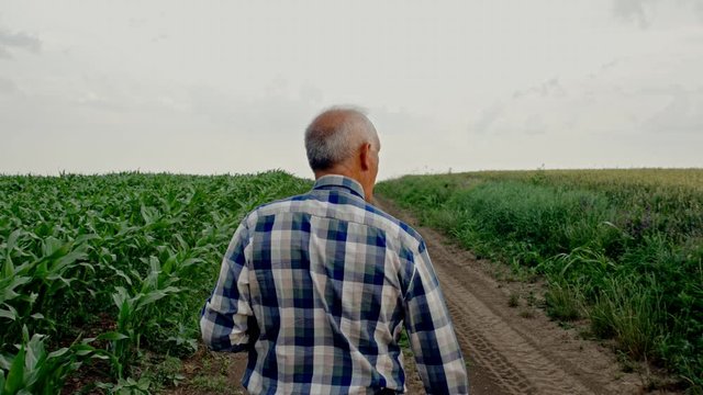 Rear view of  senior farmer walking in corn field examining crop.