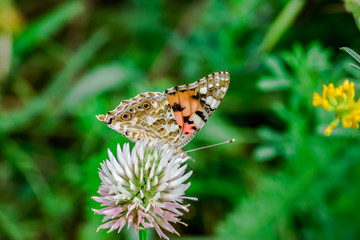 Butterfly sat on a flower. Clover in the meadow.