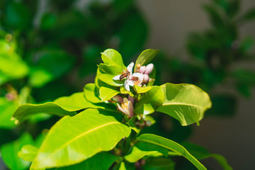 Abeille sur feuille de citronnier