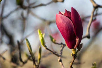 Pink magnolia closeup on a branch. Flower buds.