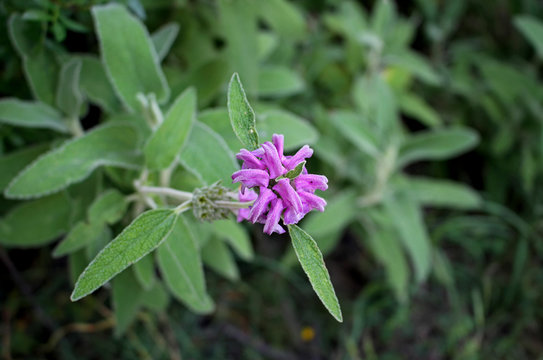 Phlomis purpurea, Purple Jerusalem sage, Matagallo, Purple phlomis, Purple lampwick plant