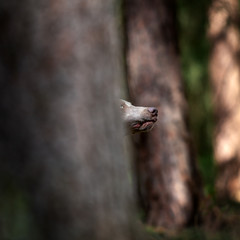 Fototapeta na wymiar Weimaraner Jagdhund hinter einem Baum im Wald