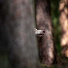 Weimaraner Jagdhund hinter einem Baum im Wald