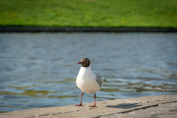 Black-headed gull on a landscaped Bank of the river looking directly at the camera.