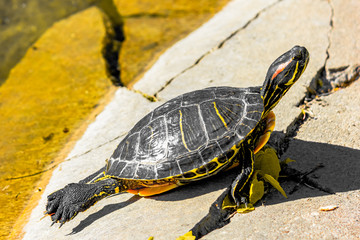 Trachemys or Yellow-bellied Turtle in a swamp close-up. Reptiles.