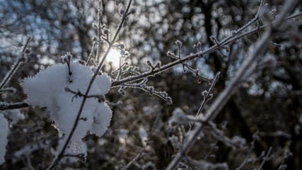 Snow-covered branches