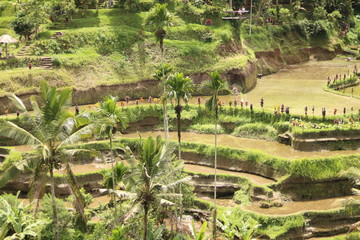 The Tegallalang rice terraces alone offer a scenic outlook