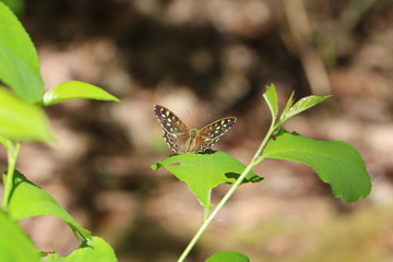 Schmetterling - das Waldbrettspiel