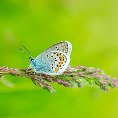 Fototapeta na wymiar Blue butterfly in the green grass. Background