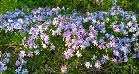 Moss creeping Phlox subulata. Beautiful small five-petaled flowers bloom mauve, pink, lavender purple color. Flowering plant. Carpet of colour during spring and early summer. Gardening background. 