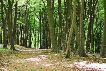 trees in the forest in spring