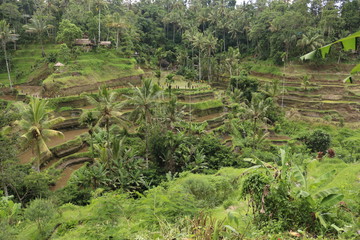Fototapeta na wymiar The Tegallalang rice terraces alone offer a scenic outlook