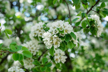 Pear fruit tree blossom in spring. Floral texture. Soft selective focus.