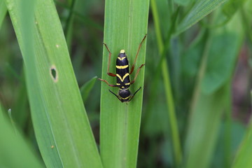 Clytus arieti auf Lilienblatt