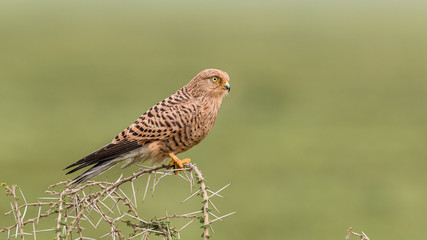 Greater kestrel Falco rupicoloides, adult perched on a branch, Serengeti, Tanzania, January 2020