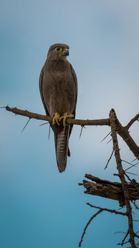 Grey kestrel Falco ardosiaceus, adult perched on a branch, Serengeti, Tanzania, January 2020