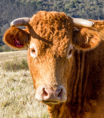 Limousin cow
