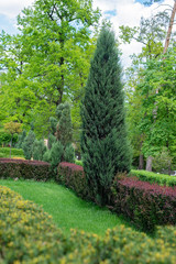 The green landscape of the park with shrubs and thuja trees. Natural background.