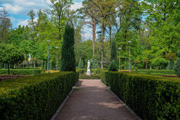 The green landscape of the park with shrubs and thuja trees. Natural background.