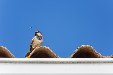 Gorri√≥n com√∫n, macho, posado en el borde del tejado e insecto en vuelo. Passer domesticus.