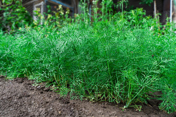 green delicious dill grows in the home garden