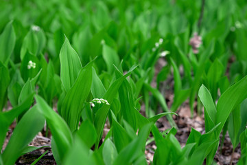 Blooming lily of the valley flowers in spring in a forest in a clearing. Floral texture. Soft selective focus.