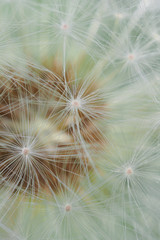White dandelion head with seeds close-up. Summer floral background. Airy and fluffy wallpaper. Vertical shot. Macro